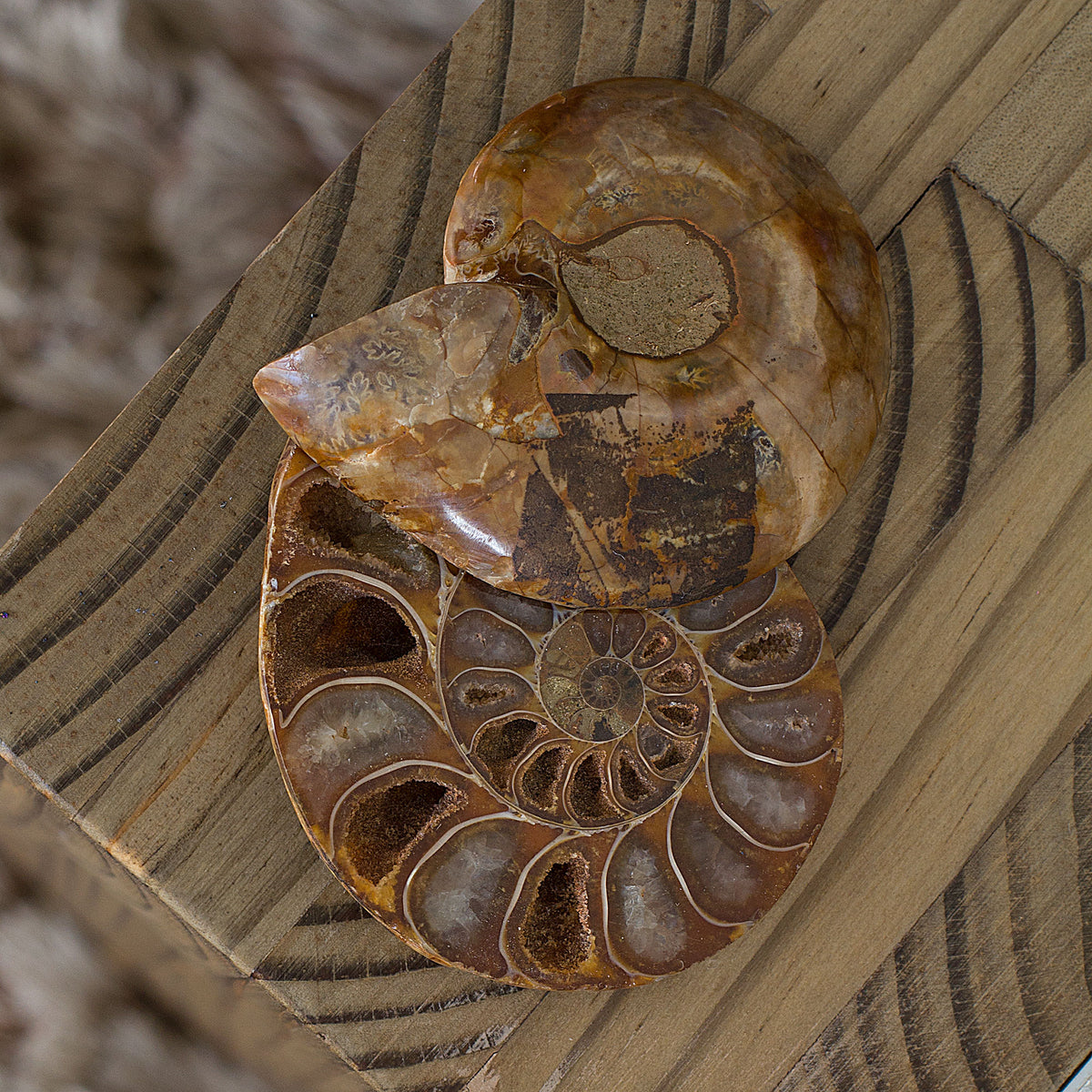 The spiral-shaped Ammonites are symbols of continual change and evolution due to their body shape. Having absorbed cosmic energy over eons, they are able to draw off negative energies. Consider the Ammonite spirals as a filter that draws in dense energies that are no longer needed, moves them through the coils, and releases them as fresh life force energies. Ammonites have multiple benefits. They can activate the Kundalini, empower life path energies, attract health, prosperity and success, as well as heal 