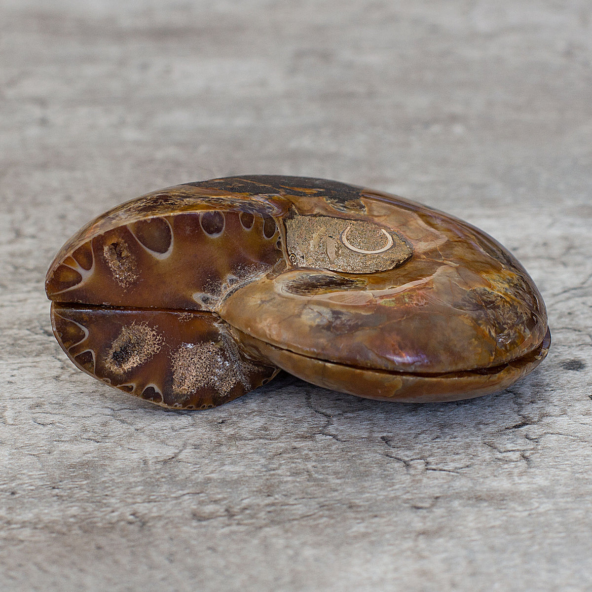 The spiral-shaped Ammonites are symbols of continual change and evolution due to their body shape. Having absorbed cosmic energy over eons, they are able to draw off negative energies. Consider the Ammonite spirals as a filter that draws in dense energies that are no longer needed, moves them through the coils, and releases them as fresh life force energies. Ammonites have multiple benefits. They can activate the Kundalini, empower life path energies, attract health, prosperity and success, as well as heal 