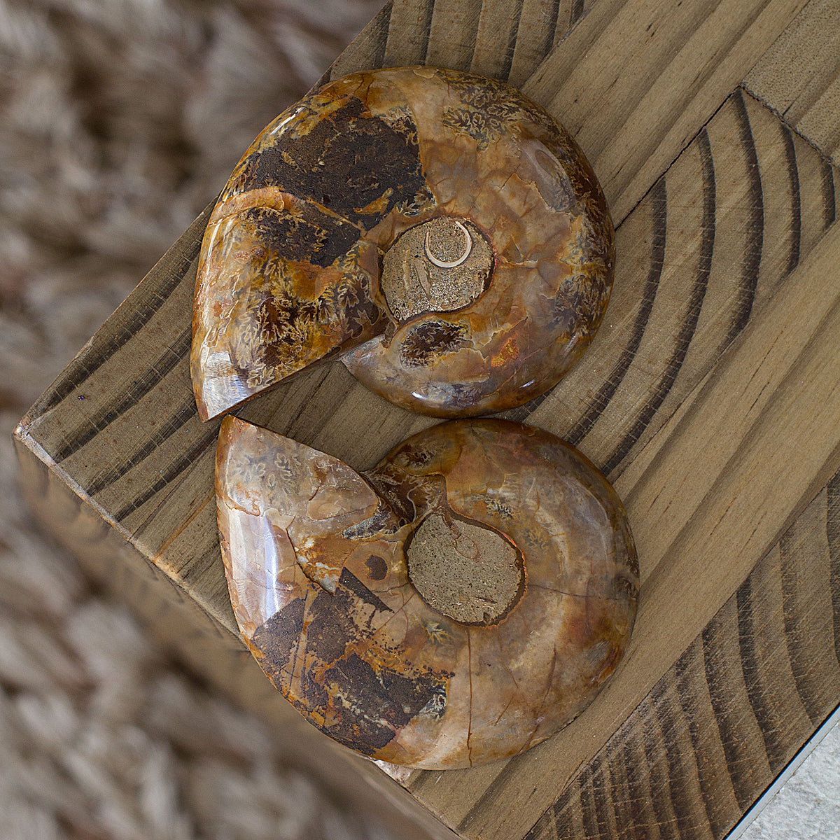 The spiral-shaped Ammonites are symbols of continual change and evolution due to their body shape. Having absorbed cosmic energy over eons, they are able to draw off negative energies. Consider the Ammonite spirals as a filter that draws in dense energies that are no longer needed, moves them through the coils, and releases them as fresh life force energies. Ammonites have multiple benefits. They can activate the Kundalini, empower life path energies, attract health, prosperity and success, as well as heal 